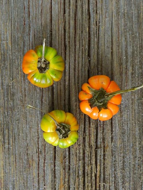 PUMPKIN TREE  ORANGE ORNAMENTALS